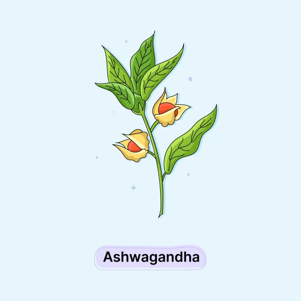 Ashwagandha Herb Ashwagandha-Herb