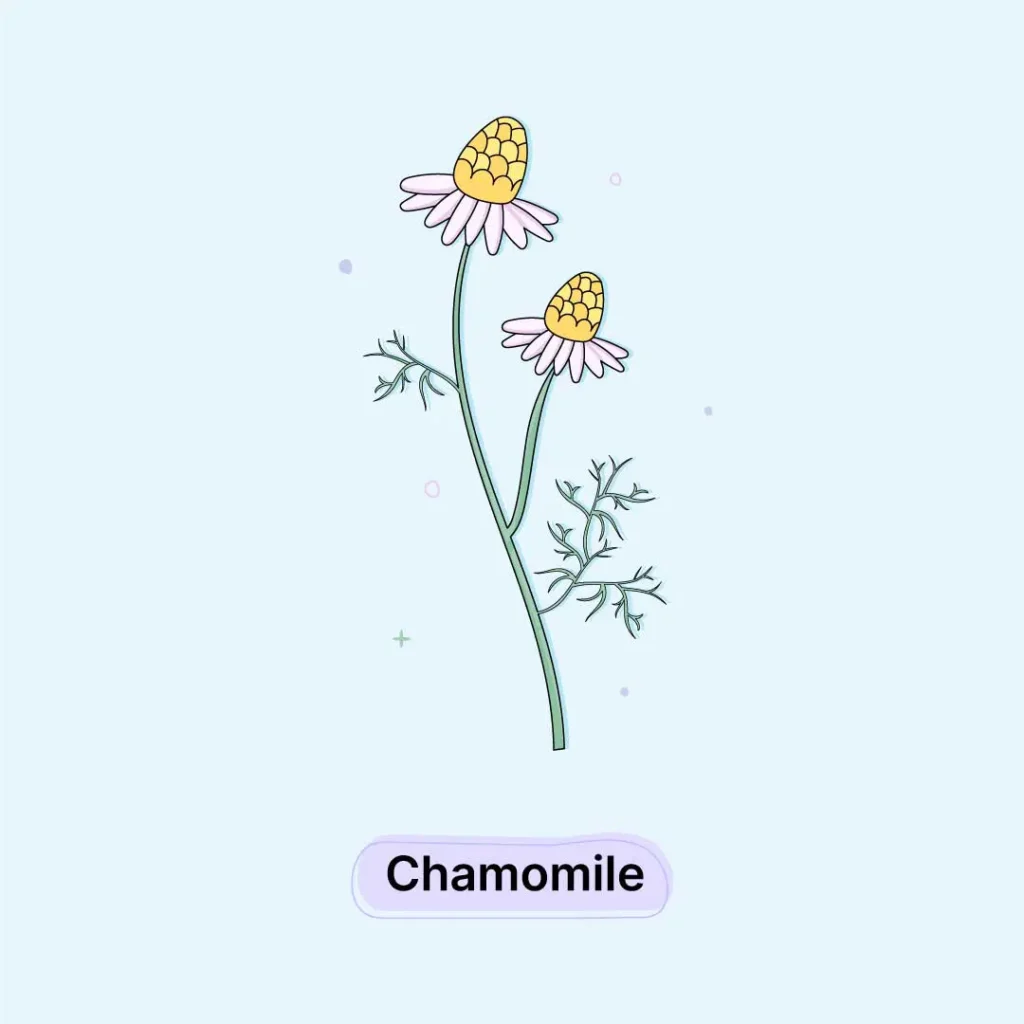 Chamomile Herb Chamomile-Herb