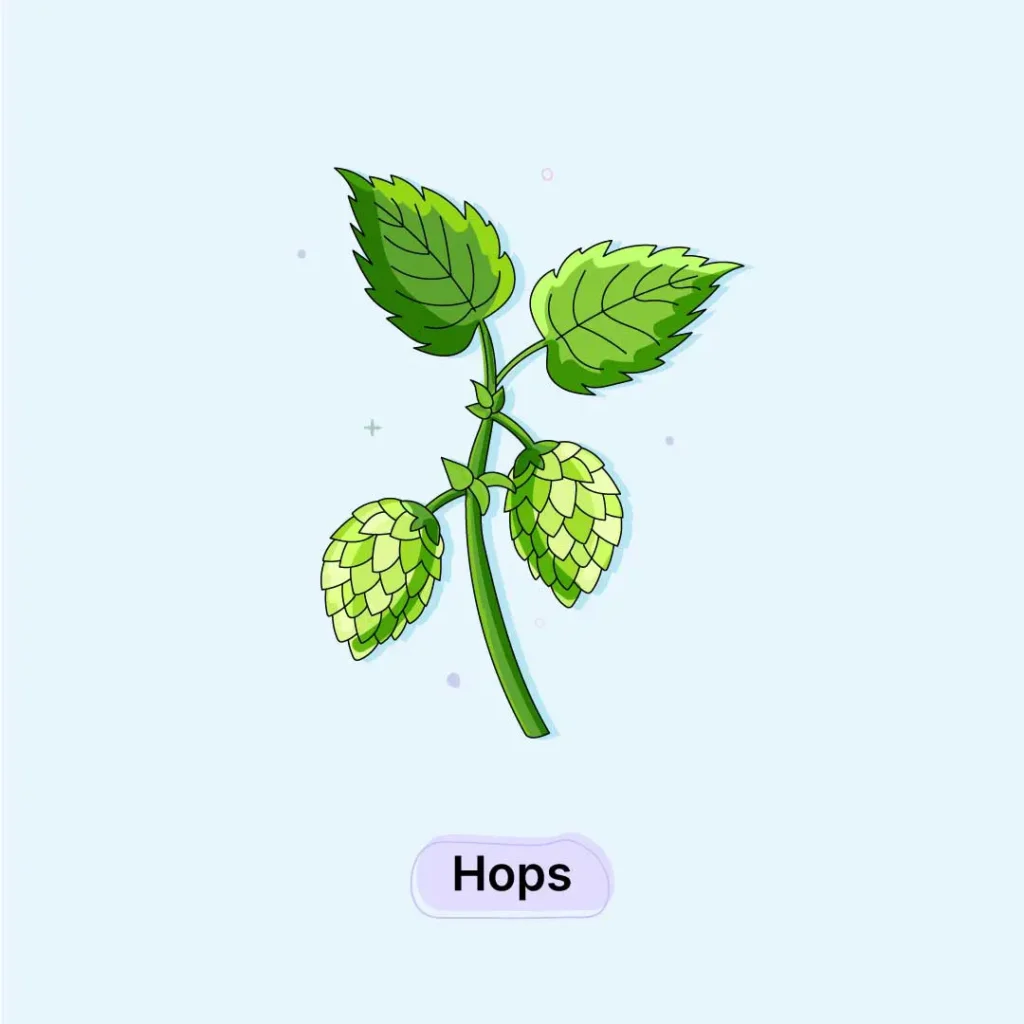 Hops Herb Hops-Herb