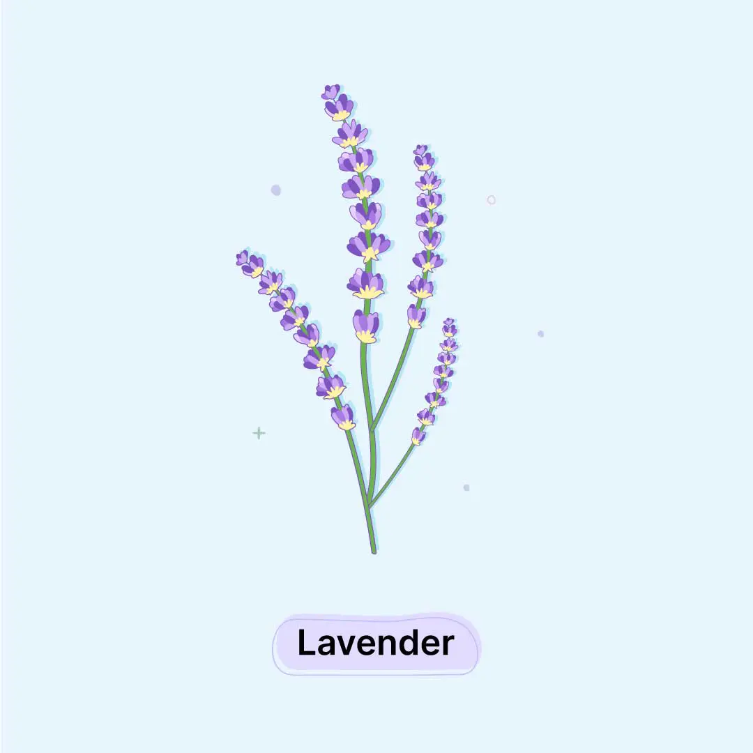 Lavender Herb Lavender-Herb