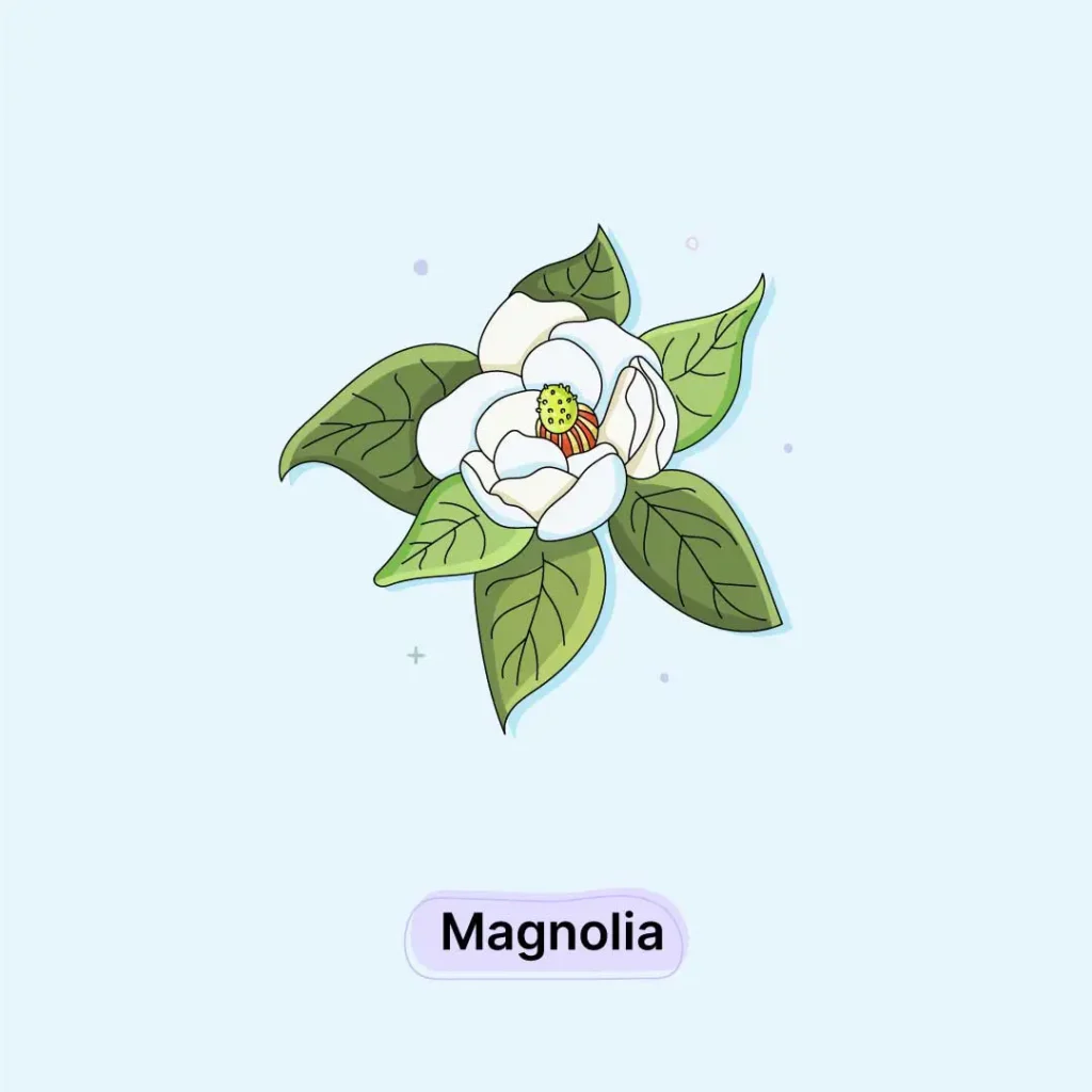 Magnolia Herb Magnolia-Herb