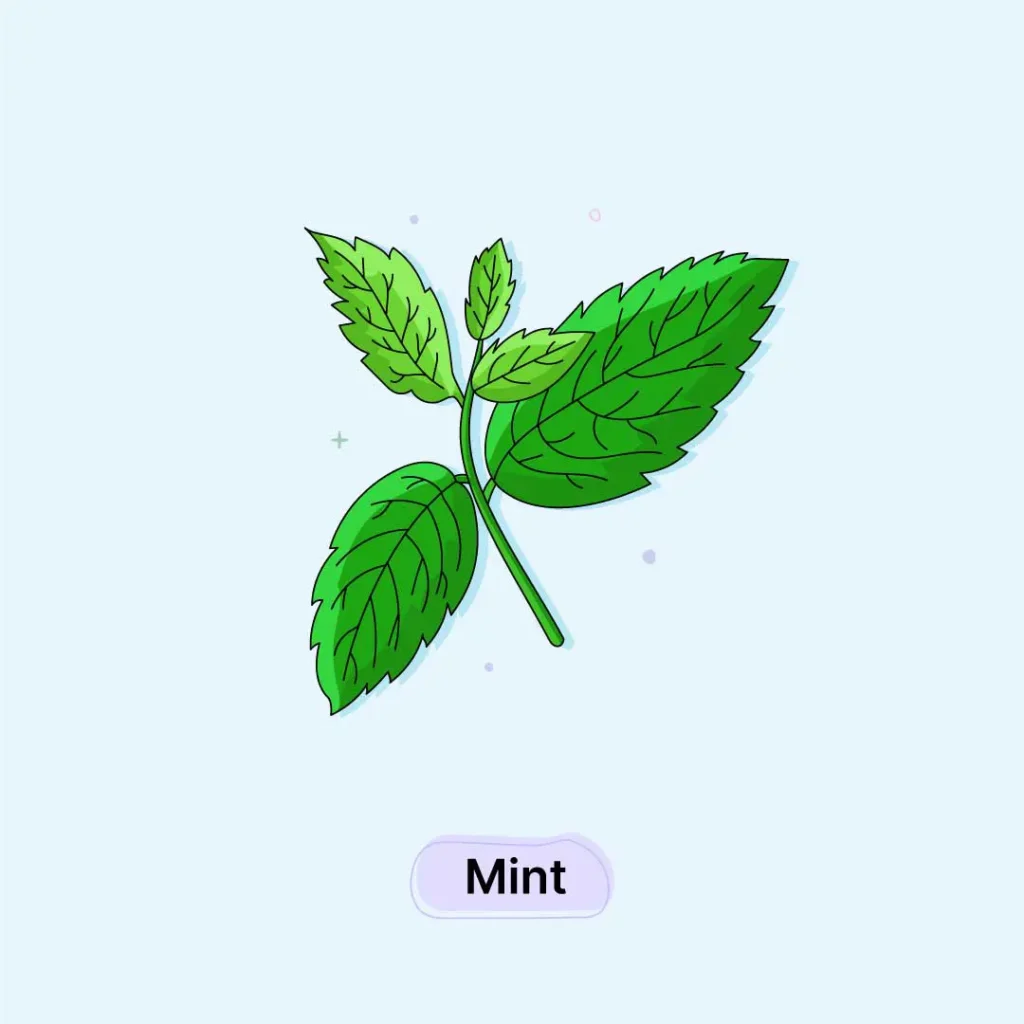 Mint Herb Mint-Herb