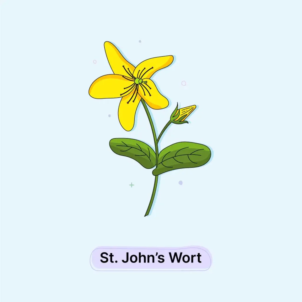 St.Johns Wort Herb St.John's-Wort-Herb