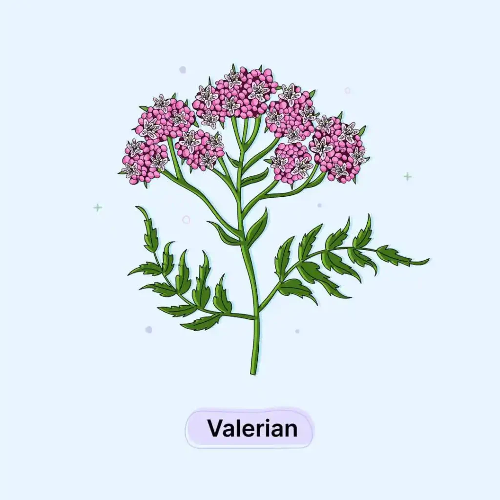 Valerian Herb Valerian-Herb