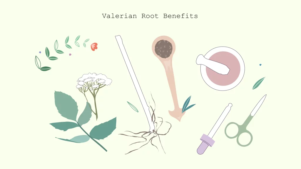 valerian root benefits