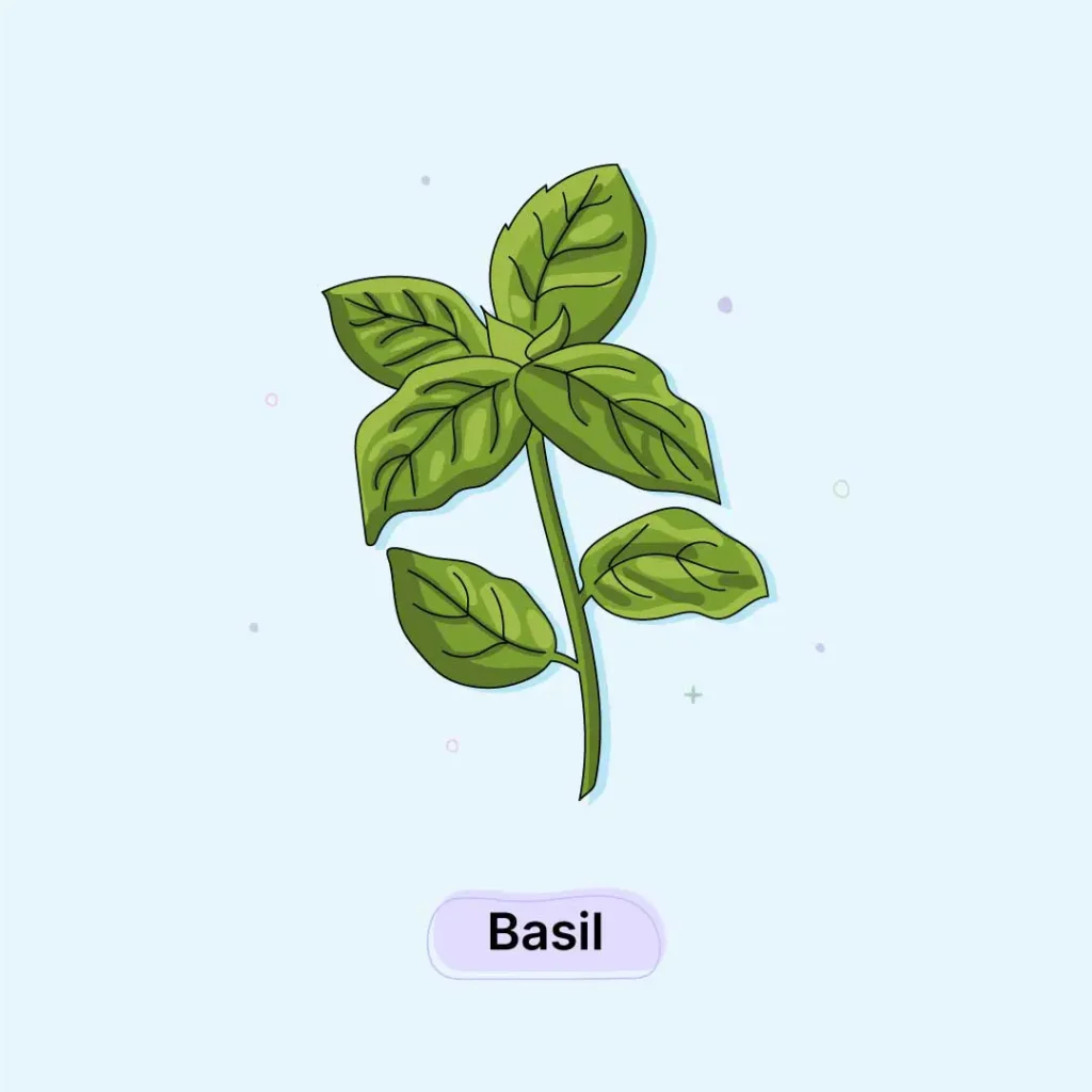 Basil Herb Basil-Herb