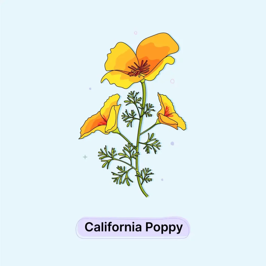 California Poppy Herb California-Poppy-Herb