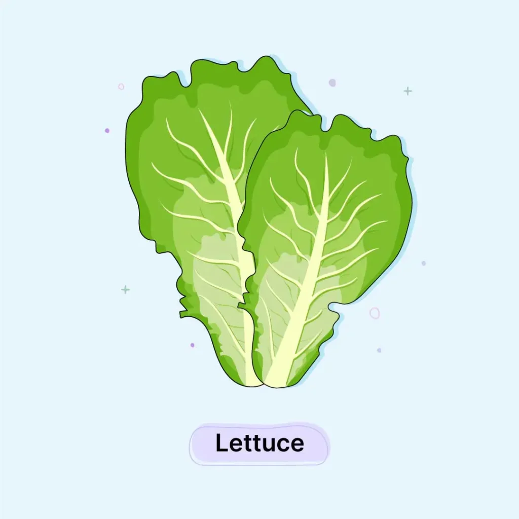 Lettuce Herb Lettuce-Herb
