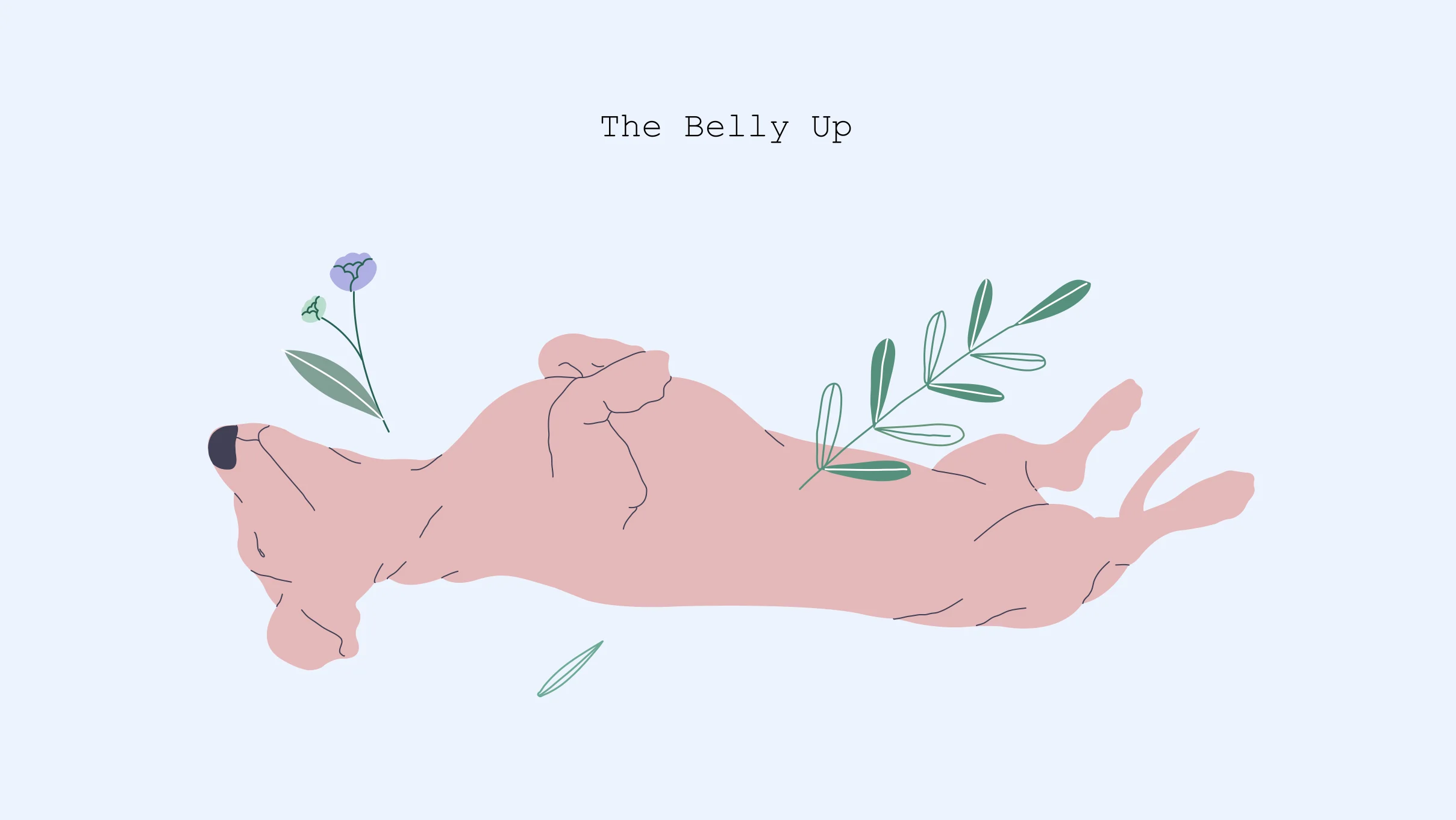 xxx Belly up Belly up- Dog Sleeping Position