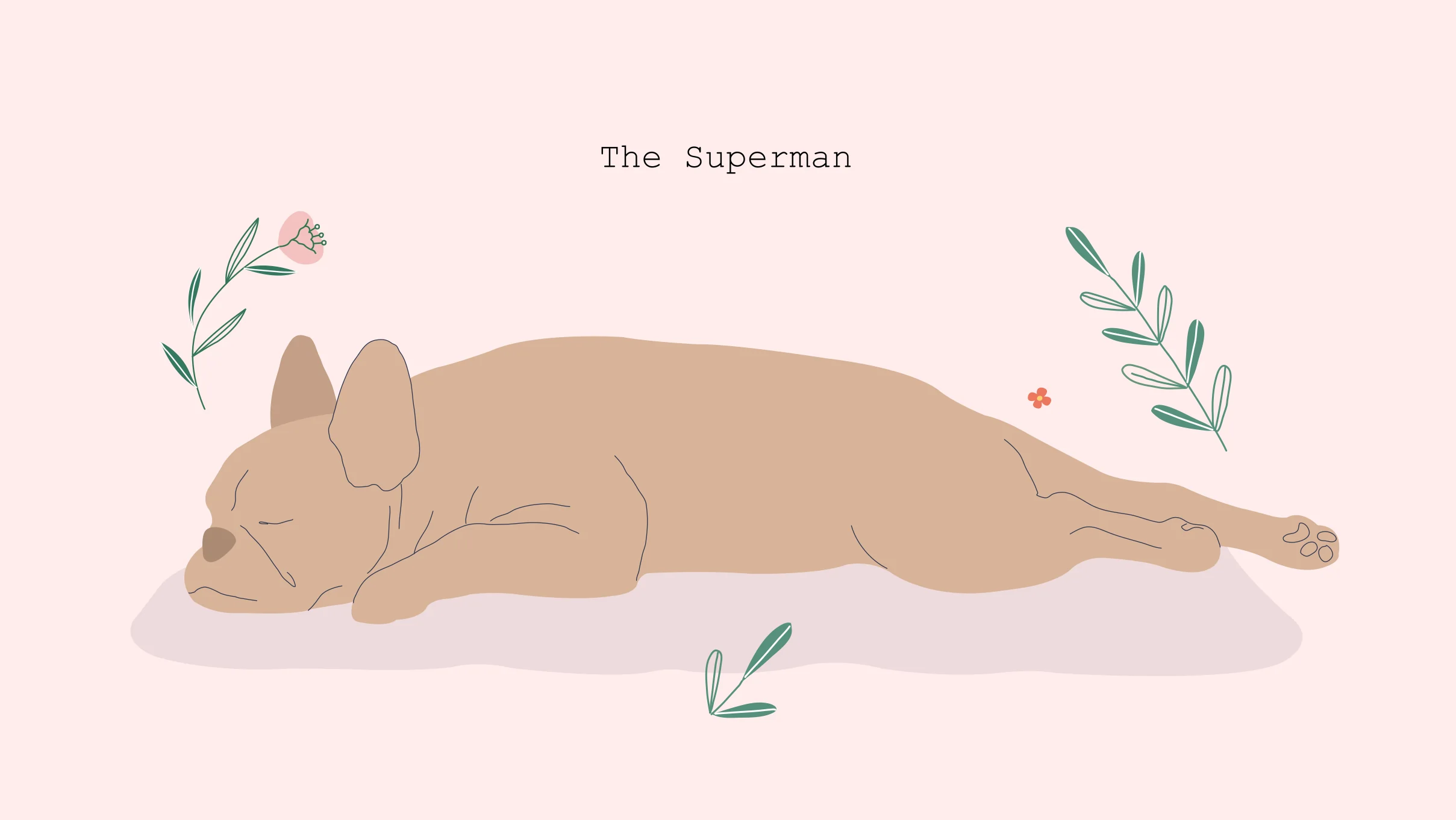 xxx The Superman dogs sleeping in superman position