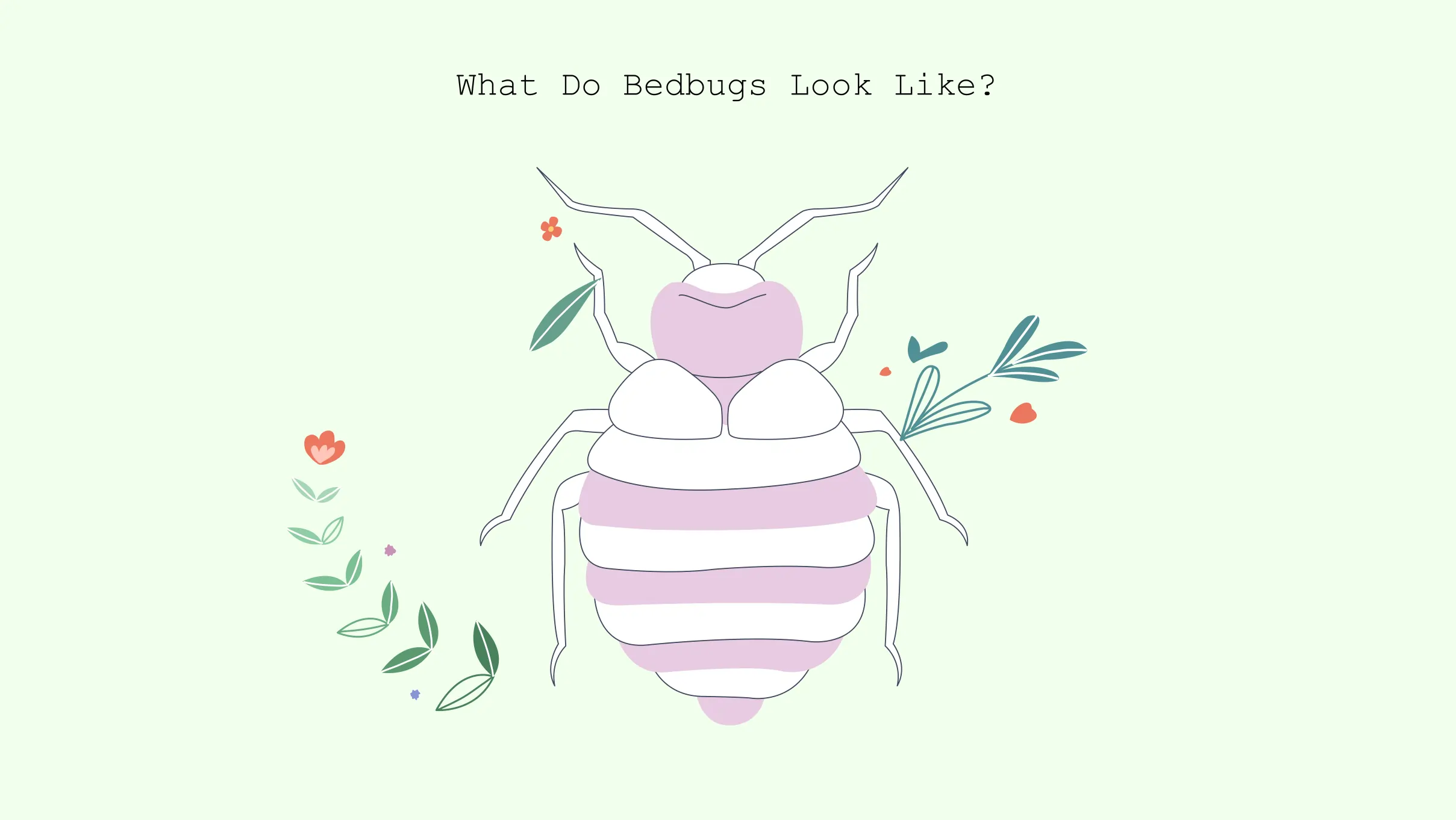 xxx What do bedbugs look like what do bed bugs look like